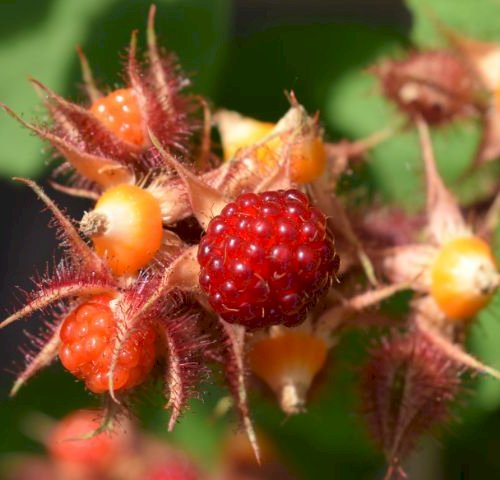 20 anderledes frugter, du kan dyrke i din have